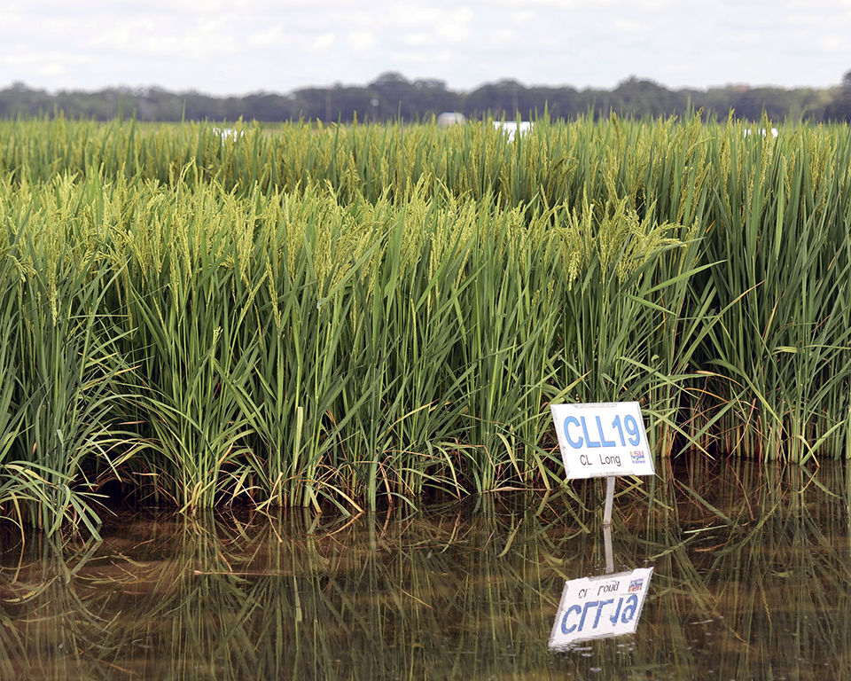 Spotlight on CLL19 as the newest star of the show, among a cast of other improved varieties
